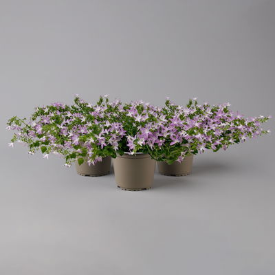 Hängepolster-Glockenblume 'Adansa® Pink' rosa, Topf-Ø 15 cm, 3er-Set