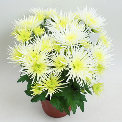 Chrysanthemen Spider Anansi™ White, spinnenblütig, Topf-Ø 14 cm, 4 Pflanzen