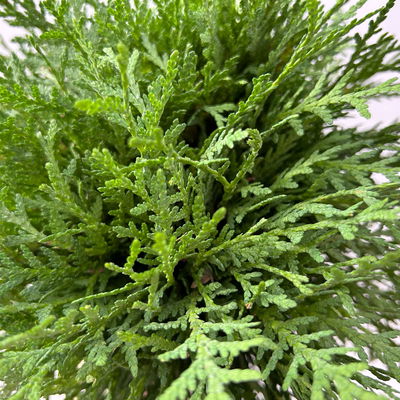 Kugel-Lebensbaum 'Danica', Topf-Ø 13 cm, 6 Pflanzen Kugel-Lebensbaum 'Danica', Topf-Ø 13 cm, 6 Pflanzen