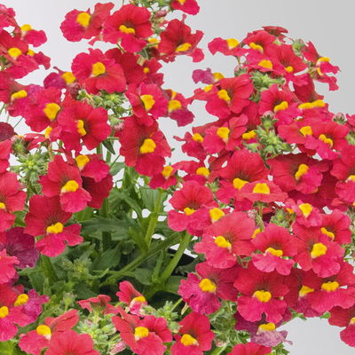 Nemesie, Farbe zufällig, Topf-Ø 12 cm, 6 Pflanzen Nemesie, Farbe zufällig, Topf-Ø 12 cm, 6 Pflanzen