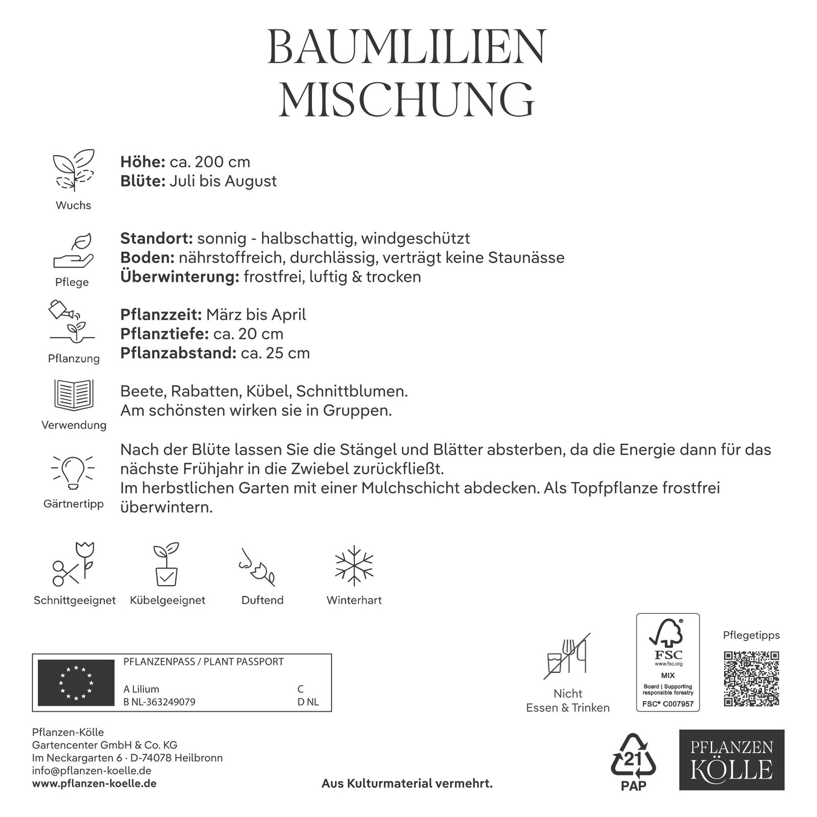 Kölles Beste Baumlilien Mischung , Größe 20+, 3 Blumenknollen
