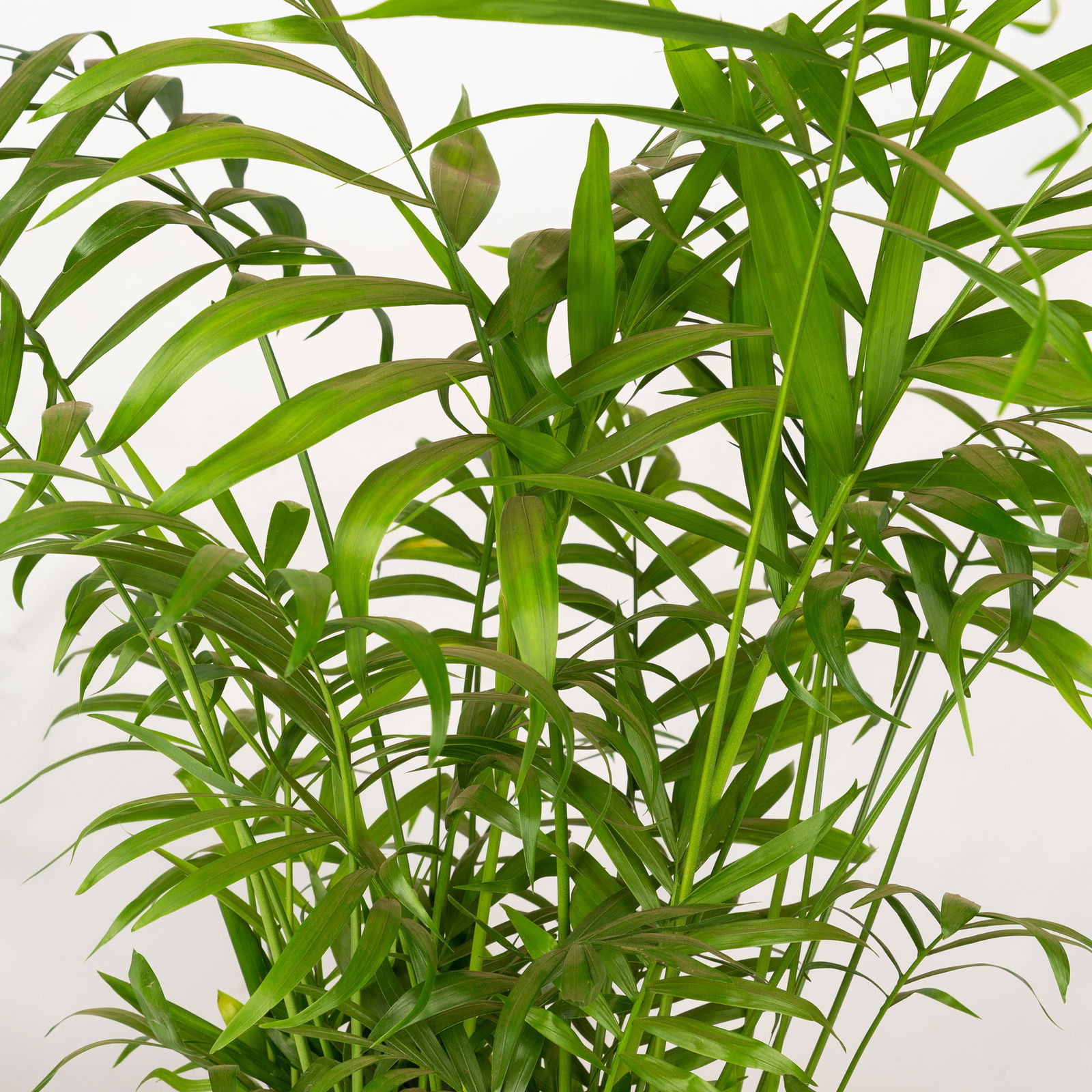 Grünpflanzen-Set Tierfreunde-Duo, Topf-Ø 17 cm, 2 Pflanzen