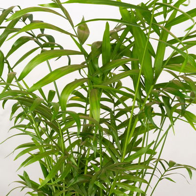 Grünpflanzen-Set Tierfreunde-Duo, Topf-Ø 17 cm, 2 Pflanzen