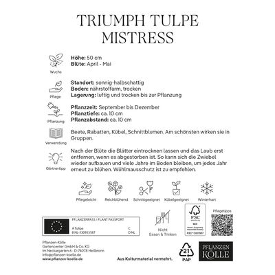 Triumph-Tulpen 'Mistress', Rosa, 7 Blumenzwiebeln, Größe 11/12