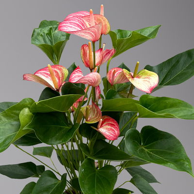 Flamingoblume 'LiviumRed' rot-weiß gestreift, Topf-Ø 17 cm