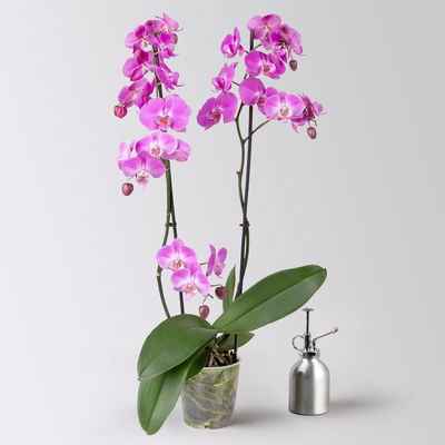 Schmetterlingsorchidee, dunkelrosa, 2 Rispen, Topf-Ø 12 cm, Höhe ca. 65 cm Schmetterlingsorchidee, dunkelrosa, 2 Rispen, Topf-Ø 12 cm, Höhe ca. 65 cm