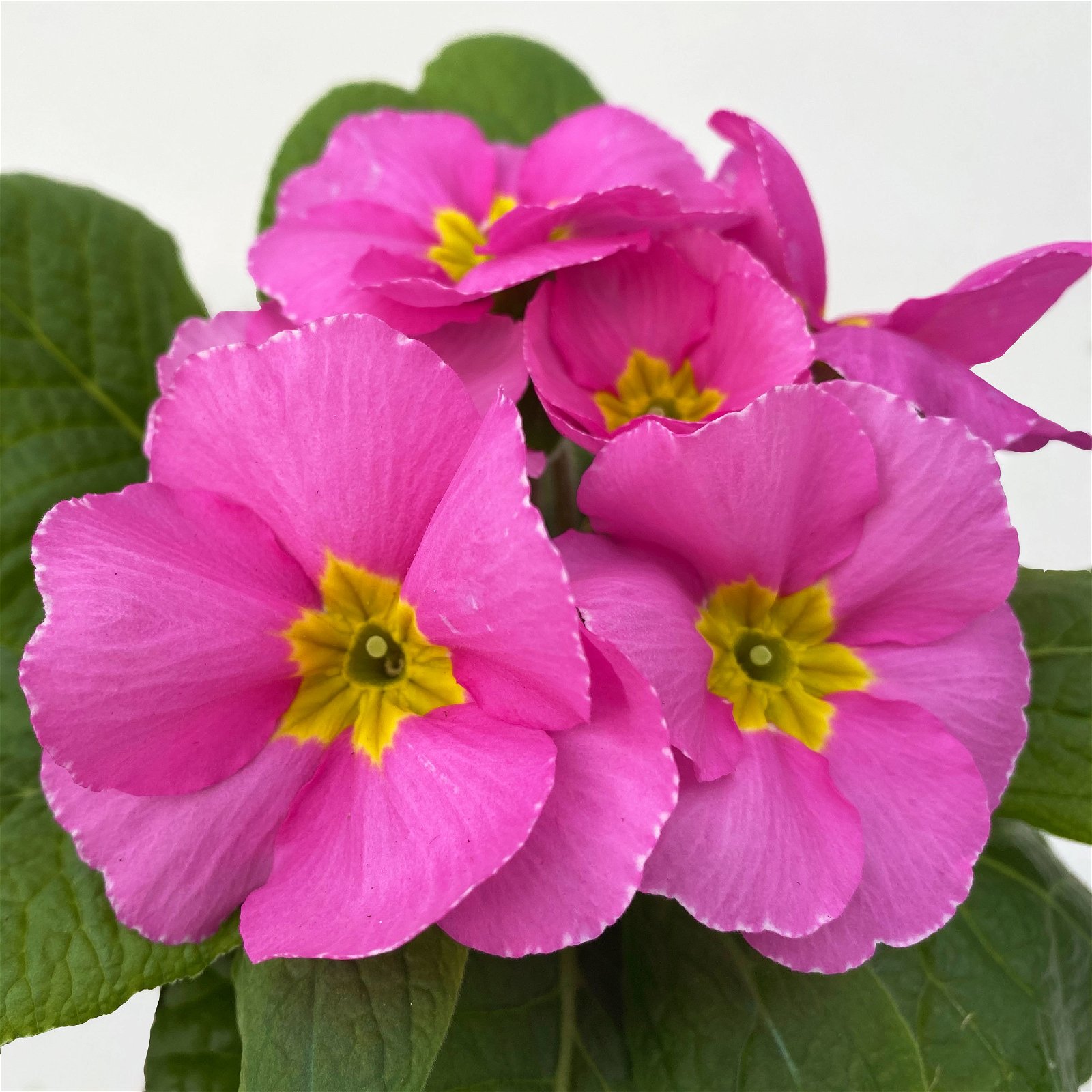 Primel rosa, Topf-Ø 10,5 cm, 8er-Set