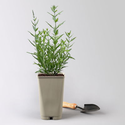 Kölles Beste Kompakte Blauraute 'Little Spire(S)', blauviolett, Topf 3 l Kölles Beste Kompakte Blauraute 'Little Spire(S)', blauviolett, Topf 3 l