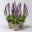 Bio Salvia nemorosa 'Ostfriesland' blau, Topf 11x11 cm, 3 Pflanzen Bio Salvia nemorosa 'Ostfriesland' blau, Topf 11x11 cm, 3 Pflanzen