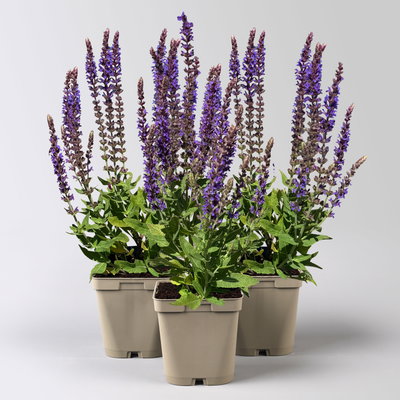 Bio Salvia nemorosa 'Ostfriesland' blau, Topf 11x11 cm, 3 Pflanzen Bio Salvia nemorosa 'Ostfriesland' blau, Topf 11x11 cm, 3 Pflanzen