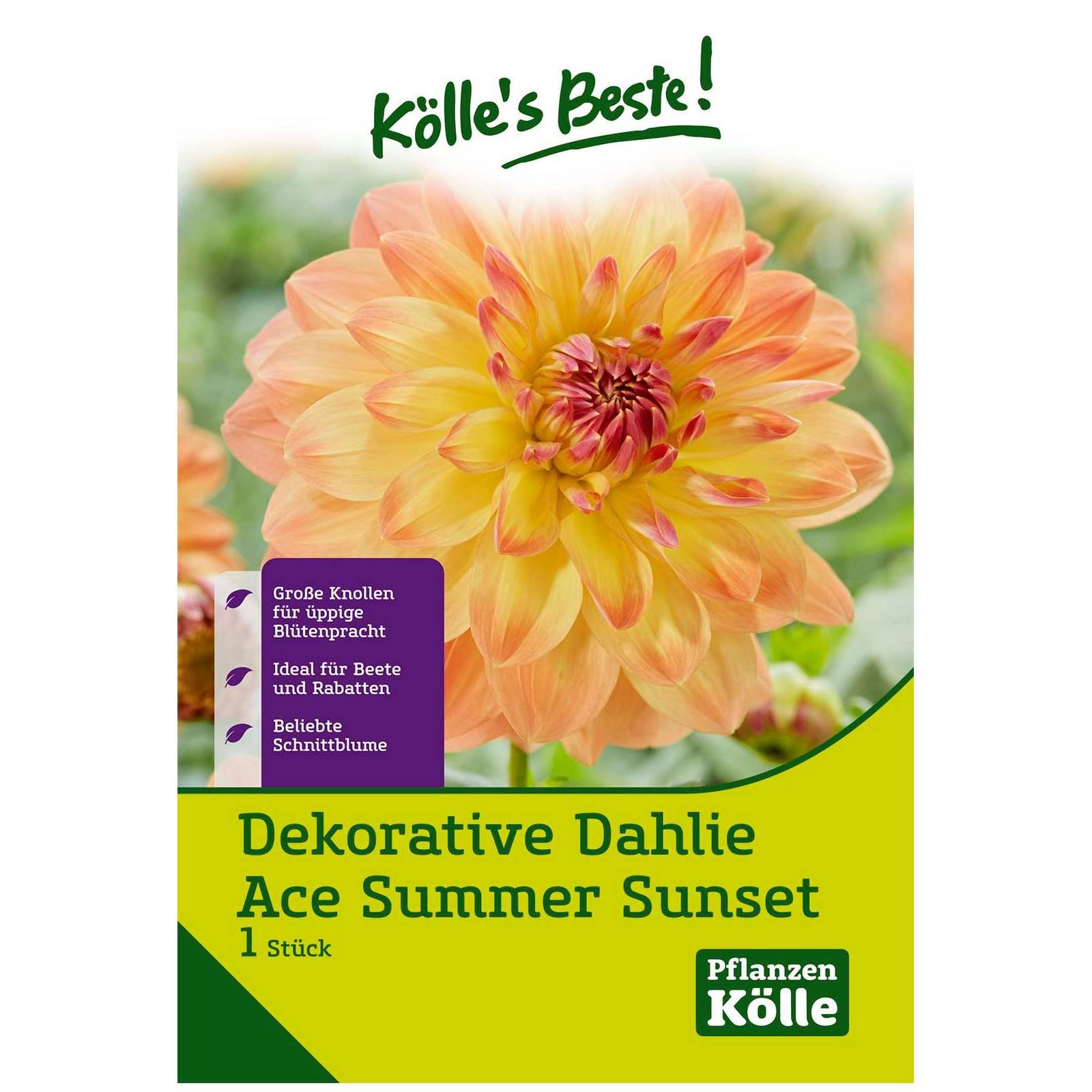 Kölle's Beste Decorative Dahlie 'Ace Summer Sunset' gelb/rot, 1 Blumenknolle
