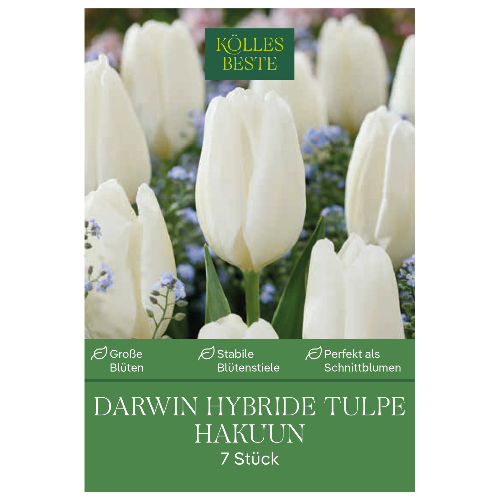 Kölles Beste Tulpe 'Hakuun', weiß, 7 Blumenzwiebeln