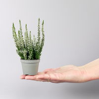 Knospenheide, weiß, Mini, Topf-Ø 6 cm, 12 Pflanzen