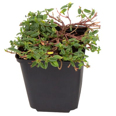 Sonnenröschen 'Golden Queen', gelb, Topf 9x9 cm, 3 Pflanzen Sonnenröschen 'Golden Queen', gelb, Topf 9x9 cm, 3 Pflanzen