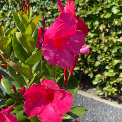 Dipladenie 'Intense Fuchsia' pink, Doppelbogen, Topf-Ø 17 cm,  Höhe ca. 70 cm