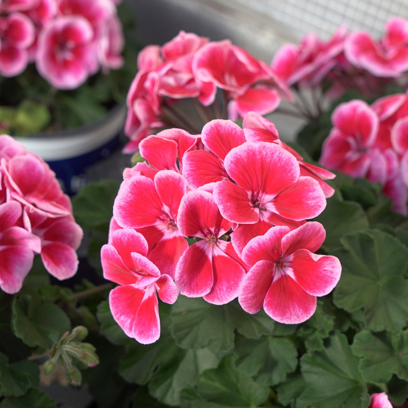 Geranie, rot-rosa, stehend, Topf-Ø 13 cm, 6 Pflanzen Geranie, rot-rosa, stehend, Topf-Ø 13 cm, 6 Pflanzen
