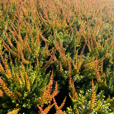 Calluna-Erica Mix 'Tornados®', Topf-Ø 13 cm, 4 Pflanze