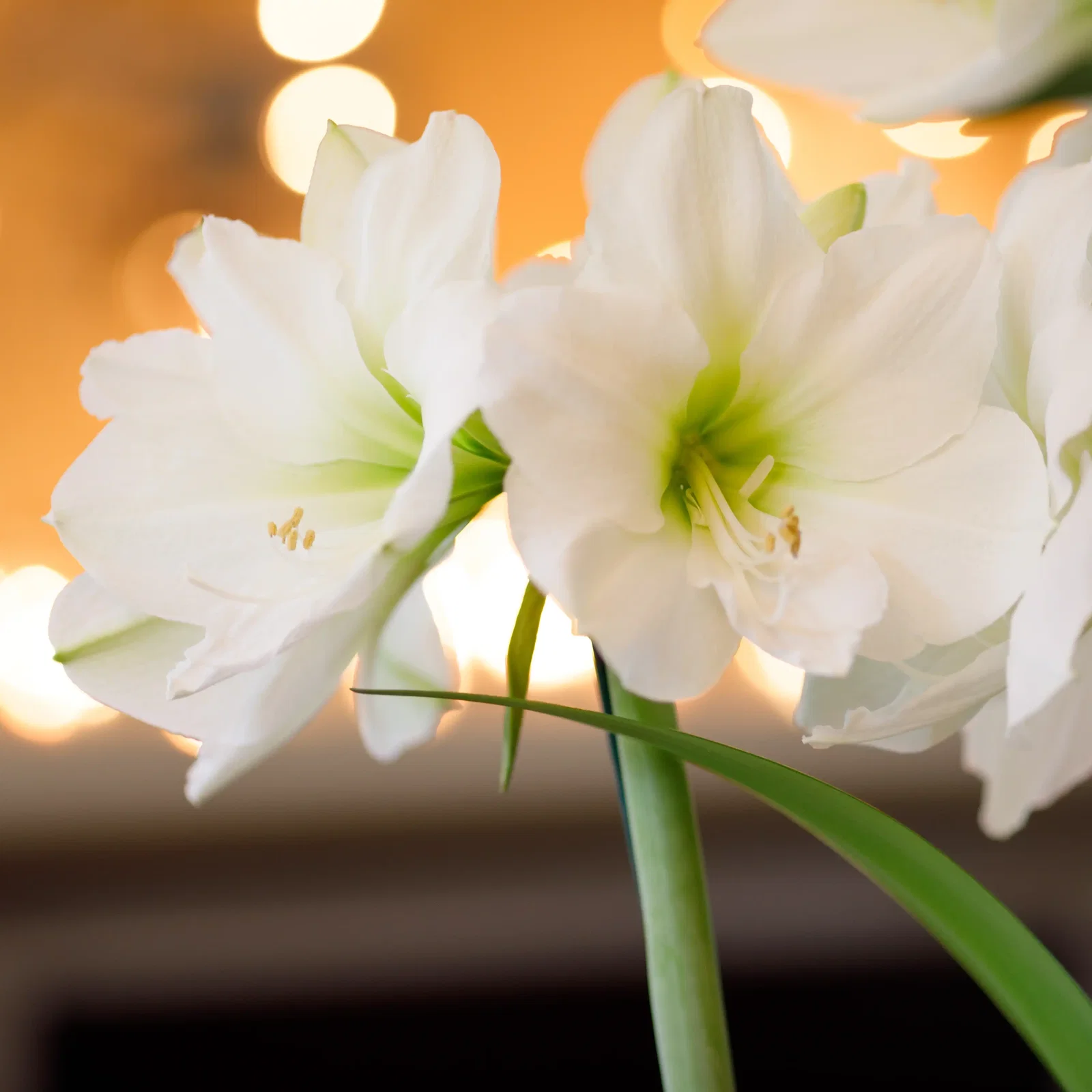 Amaryllis