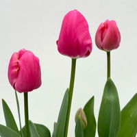 Tulpe rosa/pink, vorgetrieben, Topf-Ø 10 cm, 6 Pflanzen Tulpe rosa/pink, vorgetrieben, Topf-Ø 10 cm, 6 Pflanzen