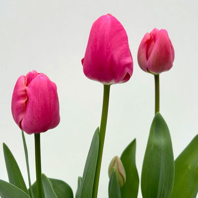 Tulpe rosa/pink, vorgetrieben, Topf-Ø 10 cm, 6 Pflanzen Tulpe rosa/pink, vorgetrieben, Topf-Ø 10 cm, 6 Pflanzen