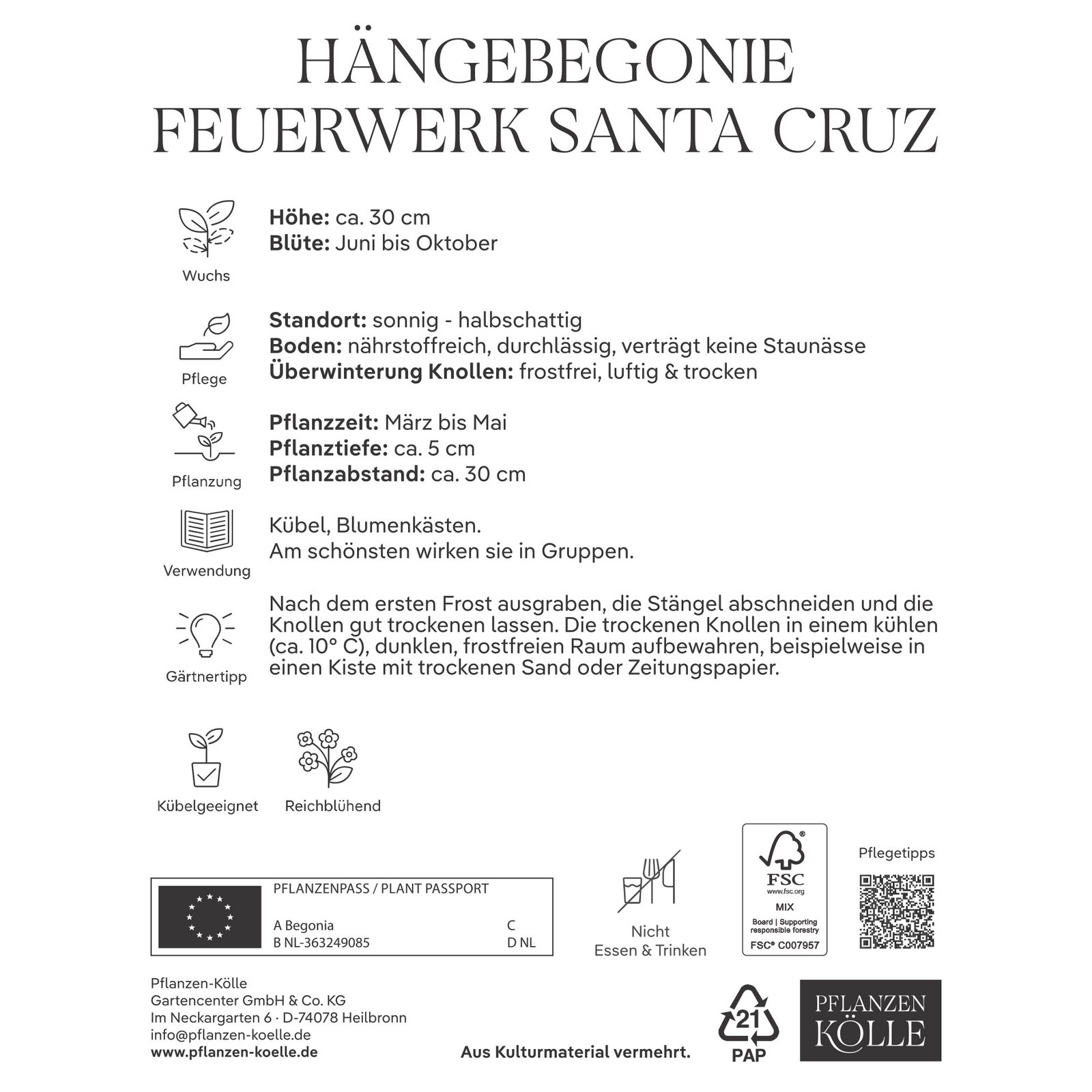 Kölles Beste Begonie 'Santa Cruz',  1 Blumenknolle