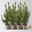 Zuckerhutfichte, Picea glauca 'Conica', Topf-Ø 9 cm, 8 Pflanzen Zuckerhutfichte, Picea glauca 'Conica', Topf-Ø 9 cm, 8 Pflanzen