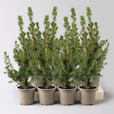 Zuckerhutfichte, Picea glauca 'Conica', Topf-Ø 9 cm, 8 Pflanzen