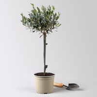 Olivenbaum, Stämmchen, Topf-Ø 18 cm, Höhe ca. 70 cm