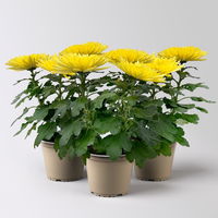 Chrysantheme 'Anastasia' gelb, großblumig, Topf-Ø 13 cm, 3 Stück