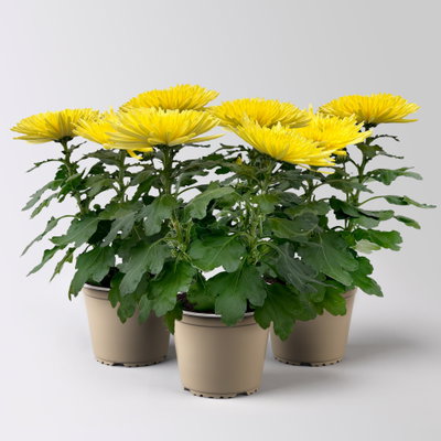 Chrysantheme 'Anastasia', gelb, großblumig, Topf-Ø 13 cm, 3 Pflanzen Chrysantheme 'Anastasia', gelb, großblumig, Topf-Ø 13 cm, 3 Pflanzen