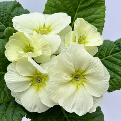 Primel 'Mojito', cremeweiß, Topf-Ø 11 cm, 8 Pflanzen Primel 'Mojito', cremeweiß, Topf-Ø 11 cm, 8 Pflanzen