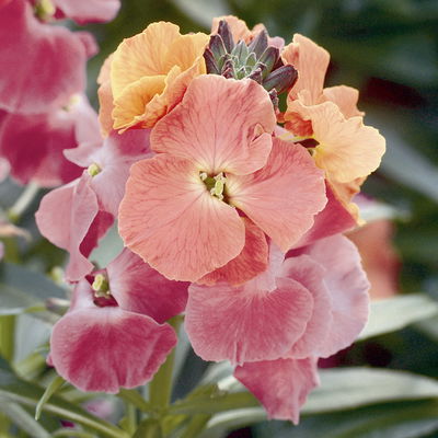 Bio Goldlack, Farben zufällig, Topf-Ø 12 cm, 3 Pflanzen Bio Goldlack, Farben zufällig, Topf-Ø 12 cm, 3 Pflanzen