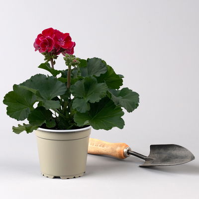 Geranie rot mit hellem Auge, stehend, Topf-Ø 13 cm, 6 Pflanzen