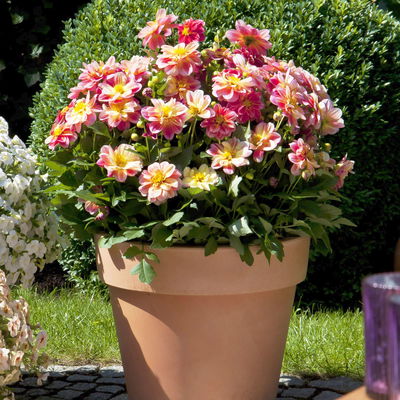 Dahlie bienenfreundlich, Farbe zufällig, Topf-Ø 14 cm, 4 Pflanzen