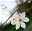 Magnolien Arten Grandiflora