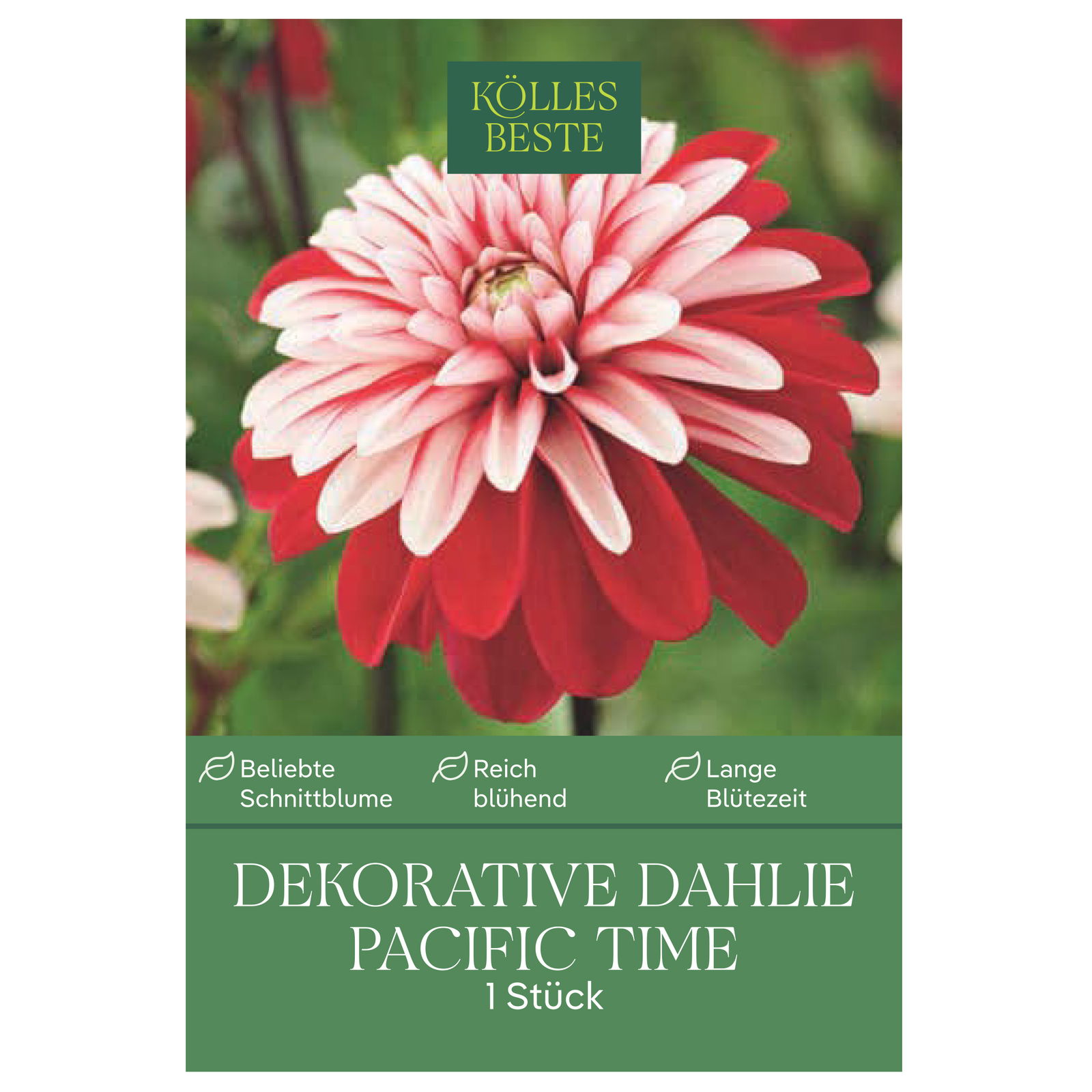 Kölles Beste Blumenknolle, Dekorative Dahlie 'Pacific Time'