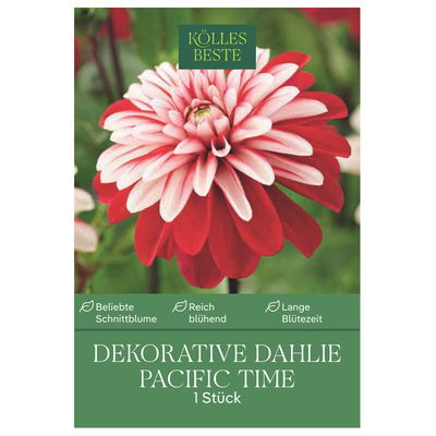 Kölles Beste Blumenknolle, Dekorative Dahlie 'Pacific Time'