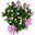 Chrysanthemen 'Rainbow Rosy' rosa-weiß, Topf-Ø 14 cm, 4 Pflanzen