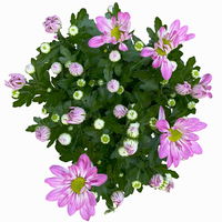 Chrysanthemen 'Rainbow Rosy' rosa-weiß, Topf-Ø 14 cm, 4 Pflanzen