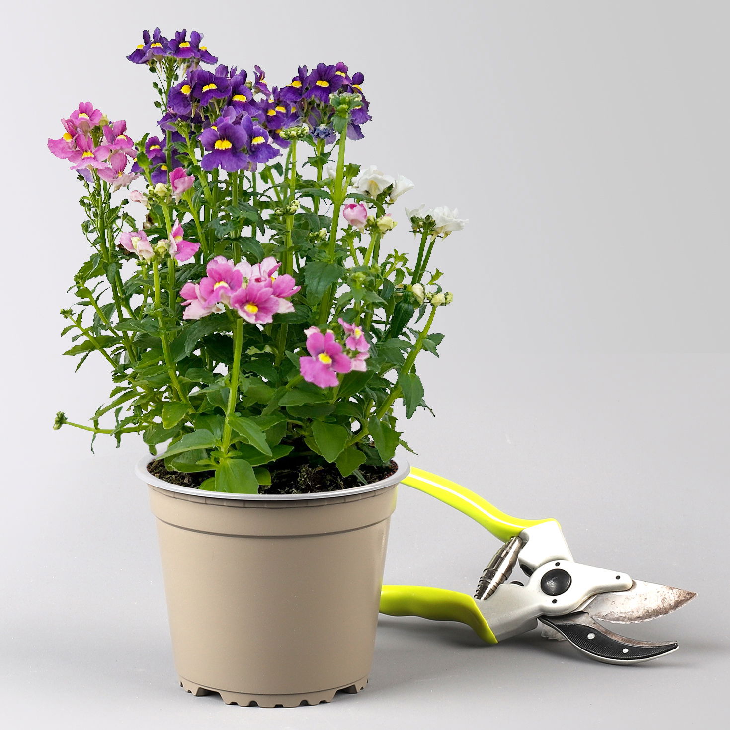 Nemesie 'Trio', blau-weiß-lila, Topf-Ø 12/13 cm, 3 Pflanzen Nemesie 'Trio', blau-weiß-lila, Topf-Ø 12/13 cm, 3 Pflanzen