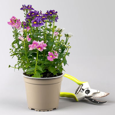 Nemesie 'Trio', blau-weiß-lila, Topf-Ø 12/13 cm, 3 Pflanzen Nemesie 'Trio', blau-weiß-lila, Topf-Ø 12/13 cm, 3 Pflanzen