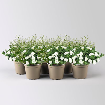 Zauberglöckchen & Schneewolke, weiß, Topf-Ø 13 cm, 6 Pflanzen