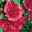 Kölle's Beste Stockrose 'Spring Cel. Carmine Rose' rosa, 3 Liter Topf