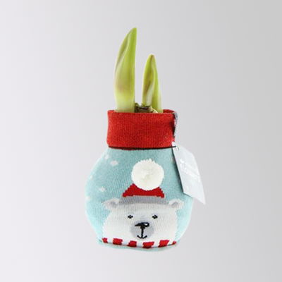 Amaryllis in Wachs, Dekor 'Pullover Silly', Muster zufällig, Blüte rot Amaryllis in Wachs, Dekor 'Pullover Silly', Muster zufällig, Blüte rot