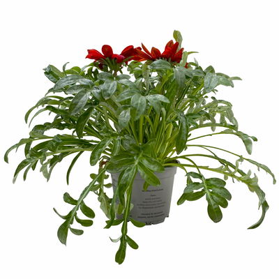 Mittagsgold Farbe zufällig, Topf-Ø 12 cm, 6er-Set Mittagsgold Farbe zufällig, Topf-Ø 12 cm, 6er-Set