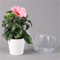 Hibiskus, rosa in Keramiktopf Dallas weiß, Topf-Ø 13 cm, 2er-Set