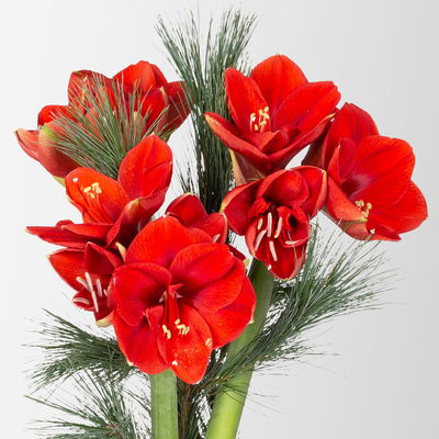 Schnittblumen-Mix aus 3 roten Amaryllis & 3 Seidenkiefer Schnittblumen-Mix aus 3 roten Amaryllis & 3 Seidenkiefer