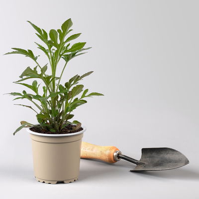 Bio Sonnenhut 'Prairie Glow', gelb-rot, Topf 11x11 cm, 3 Pflanzen Bio Sonnenhut 'Prairie Glow', gelb-rot, Topf 11x11 cm, 3 Pflanzen