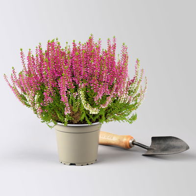 Calluna 'Longlife', rosa, Topf-Ø 13 cm, 6 Pflanzen