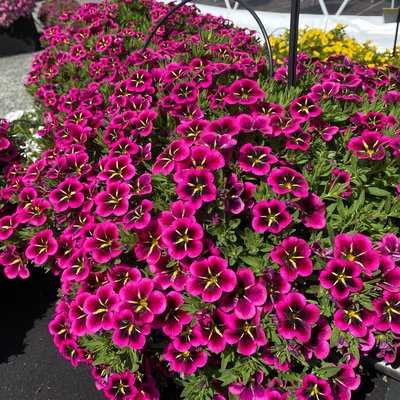 Zauberglöckchen 'Goodnight Kiss' pink-gelb, Topf-Ø 13 cm, 6 Pflanzen